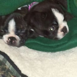 Video Bazaar - Boston Terriers from VB