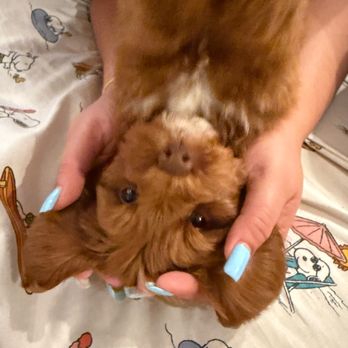 California Dulce Doodles - Pet Breeders Near Me California Dulce Doodles - Pet Breeders Near Me
