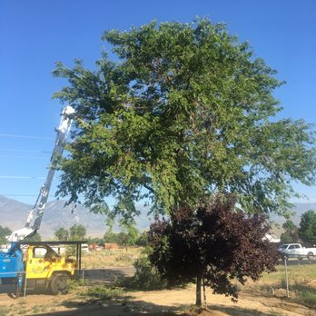 Battle Born Tree Service - Mike in the tree in front yard - Tree Services Near Me - Carson City, Nevada