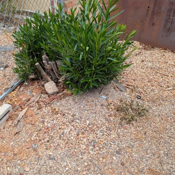 Alexander's Garden Services - Was supposed to be cut down to ground level.  Not touched. - Tree Services Near Me
