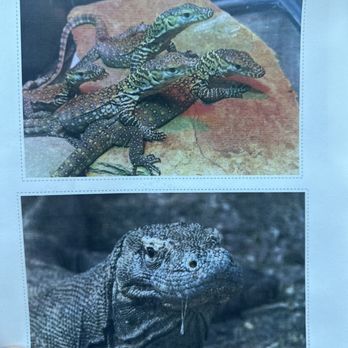 Capitol Blue Print - Death lizard - Printing Services Near Me - Los Angeles, California Capitol Blue Print - Death lizard - Printing Services Near Me - Los Angeles, California