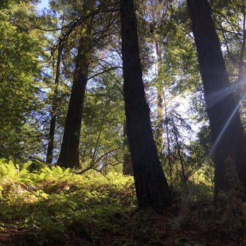 Joaquin Miller Park - Ferns and Redwoods, such a lovely combination - Parks Near Me - Oakland, California