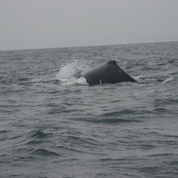 Oceanic Society Whale Watching - Whale Watching Tours Near Me - Ross, California Oceanic Society Whale Watching - Whale Watching Tours Near Me - Ross, California