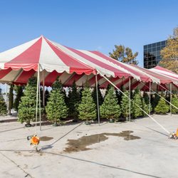Christmas Trees 4 Less Garden Grove
