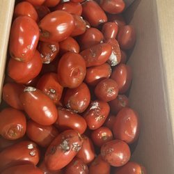 Shady Tree Farm Market - Watch the tomatoes by the case