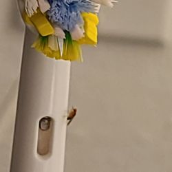 Bugs on toothbrush 2