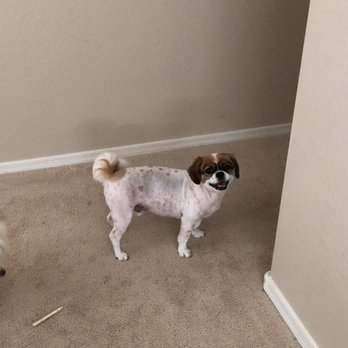 Fuzzy Paws Pet Salon - Grooming by Cheyenne! - Pet Groomers Near Me - Mesa, Arizona Fuzzy Paws Pet Salon - Grooming by Cheyenne! - Pet Groomers Near Me - Mesa, Arizona