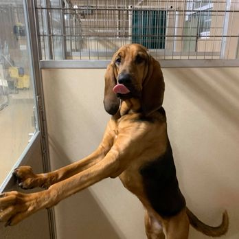 Cobble Hill Bed & Biscuit - Pet Groomers Near Me - Wake Forest, North Carolina