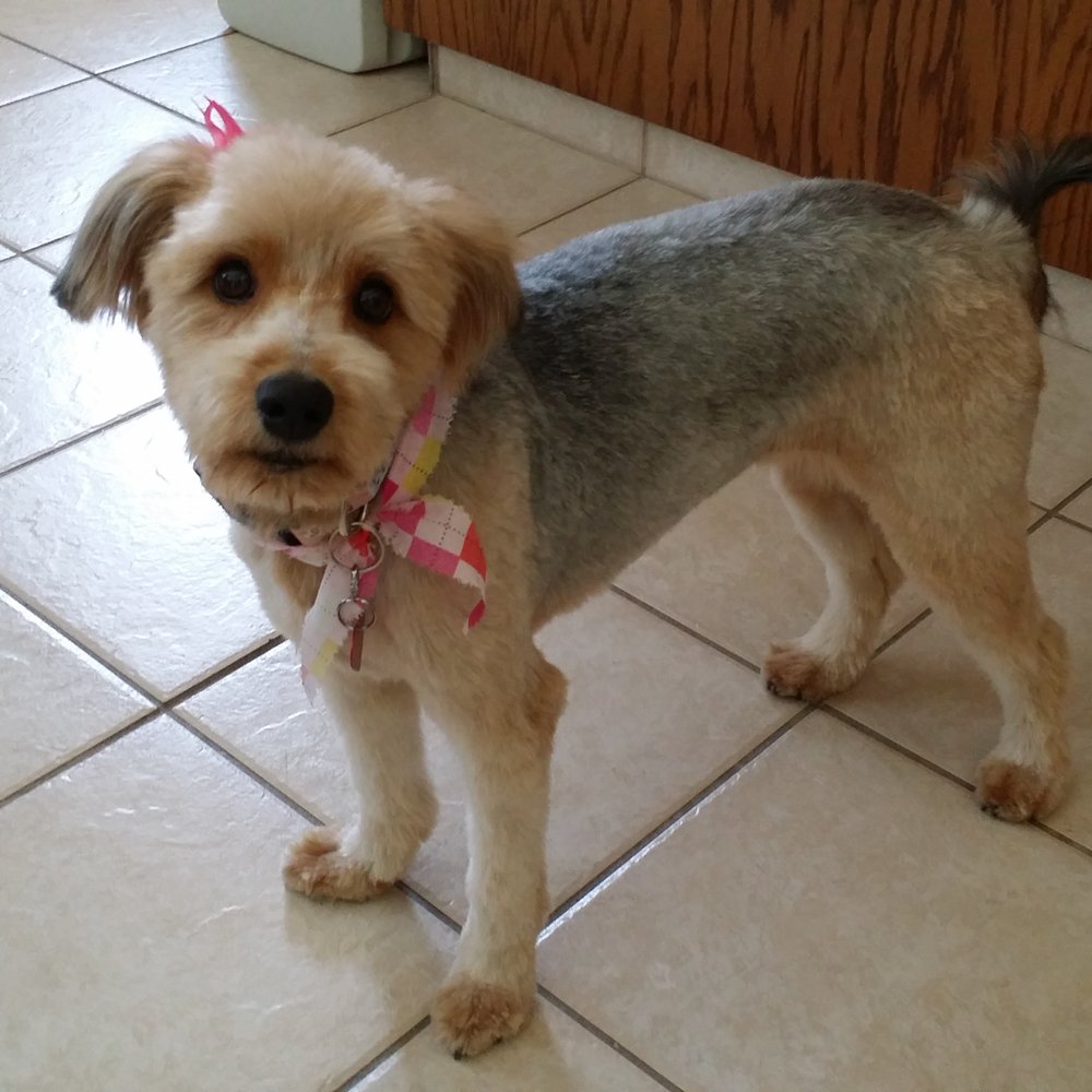 Star Mutts - My Schnoodle looking adorable after her grooming! - Pet Groomers Near Me - Fresno, California Star Mutts - My Schnoodle looking adorable after her grooming! - Pet Groomers Near Me - Fresno, California