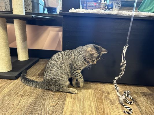 Catfeine Cat Cafe by null