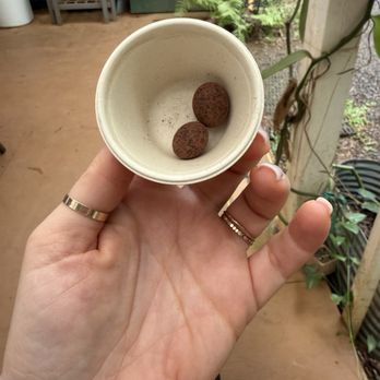 Lydgate Farms - Dark chocolate covered espresso beans. Took home a gallon. - Botanical Gardens Near Me - Kapaa, Hawaii Lydgate Farms - Dark chocolate covered espresso beans. Took home a gallon. - Botanical Gardens Near Me - Kapaa, Hawaii