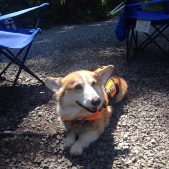 Alder Lake Park - Ein's got his life vest on, ready to go for a swim! - Parks Near Me - Eatonville, Washington Alder Lake Park - Ein's got his life vest on, ready to go for a swim! - Parks Near Me - Eatonville, Washington