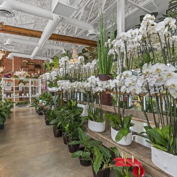 Plants N Petals - Orchid Plants - Florists Near Me - Houston, Texas Plants N Petals - Orchid Plants - Florists Near Me - Houston, Texas