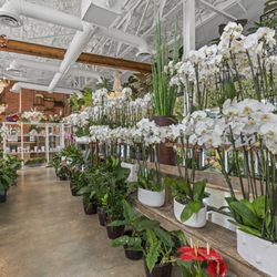 Plants N Petals - Orchid Plants
