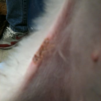Lucy's Lucky Dog - Missing skin...may have been burned or sliced. SAVAGES!!! - Pet Groomers Near Me - Brooklyn, New York