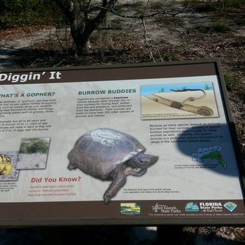 Ribault Club - Facts on gopher turtles. - Landmarks & Historical Buildings Near Me - Jacksonville, Florida Ribault Club - Facts on gopher turtles. - Landmarks & Historical Buildings Near Me - Jacksonville, Florida