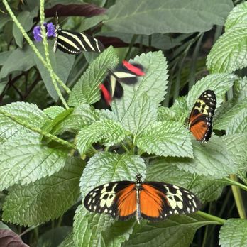 Niagara Parks Butterfly Conservatory - Zoos Near Me - Niagara Falls, Ontario