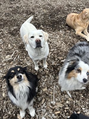 Hearth & Hound by null