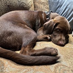 Naturally Shear Heaven - Otis after his bath by Nina today.