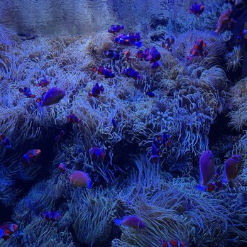 Tennessee Aquarium - Aquariums Near Me - Chattanooga, Tennessee Tennessee Aquarium - Aquariums Near Me - Chattanooga, Tennessee