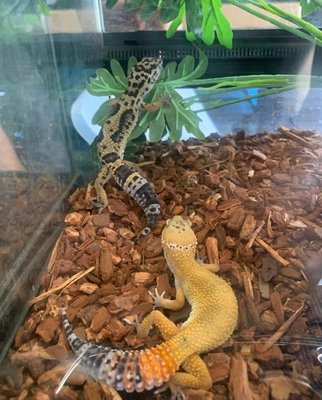 Reptiles - We're The Pet Shop, your local source for gorgeous aquatic pets and plants!
Located in San Bernardino, CA, we are thrilled to connect with fish and animal lovers all over the greater Los Angeles area. We have a variety of geckos, lizards, and more! Call ahead for directions at (909) 352-2214! Reptiles - We're The Pet Shop, your local source for gorgeous aquatic pets and plants!
Located in San Bernardino, CA, we are thrilled to connect with fish and animal lovers all over the greater Los Angeles area. We have a variety of geckos, lizards, and more! Call ahead for directions at (909) 352-2214!