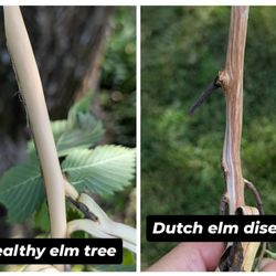 Wellnitz Tree Care - Dutch Elm Disease is killing elms but there is a preventative treatment available! Don't lose your beautiful elm to a preventable disease.