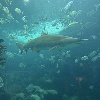 The Florida Aquarium - Aquariums Near Me - Tampa, Florida