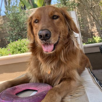 Happy Spa Dogs Mobile Grooming - Audrey - Pet Groomers Near Me