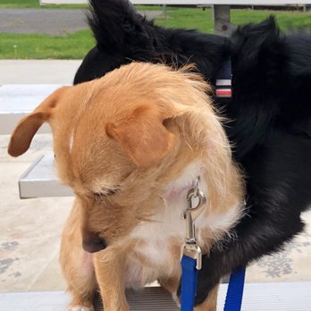 Fit Dog Theory - Hugs for his fave buddies - Dog Walkers Near Me Fit Dog Theory - Hugs for his fave buddies - Dog Walkers Near Me