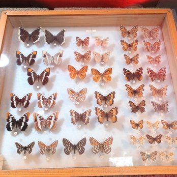 Idyllwild Nature Center - more butterflies - Hiking Near Me - Idyllwild, California Idyllwild Nature Center - more butterflies - Hiking Near Me - Idyllwild, California