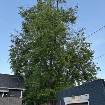 Qualitree - Tree Services Near Me