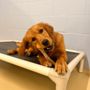 Photo of TailWaggers Doggy Daycare Neenah