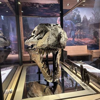 Field Museum - Museums Near Me - Chicago, Illinois Field Museum - Museums Near Me - Chicago, Illinois