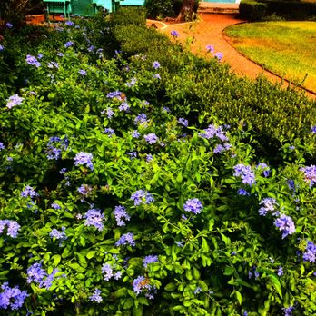 Curb Appeal Landscapes - Plumbegos in bloom! - Landscaping Near Me Curb Appeal Landscapes - Plumbegos in bloom! - Landscaping Near Me
