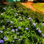 Photo of Curb Appeal Landscapes
