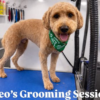 Glamorous Grooming By Tisha - Pet Groomers Near Me - Mountain House, California Glamorous Grooming By Tisha - Pet Groomers Near Me - Mountain House, California