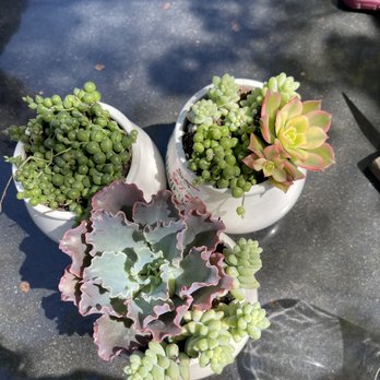 High Hand Cafe - Build your own succulent pot! This was such a cool idea! - New American Near Me - Loomis, California