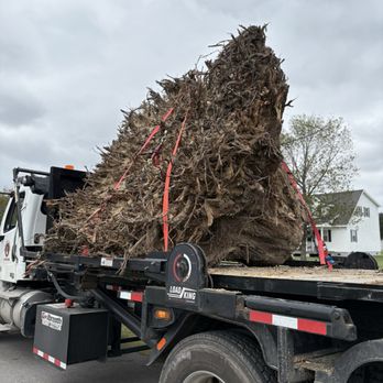 1. Morrissey Stump Grinding