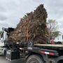 Photo of Morrissey Stump Grinding