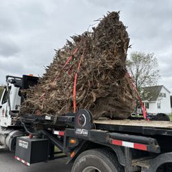 Morrissey Stump Grinding - Stump removal