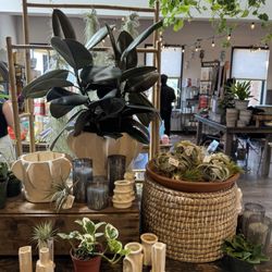 Healthy airplants