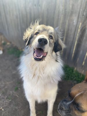 Meritdog Training & Services