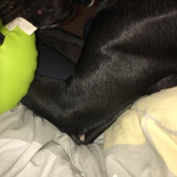 Noble Buddy Concierge - Pet Sitting Near Me