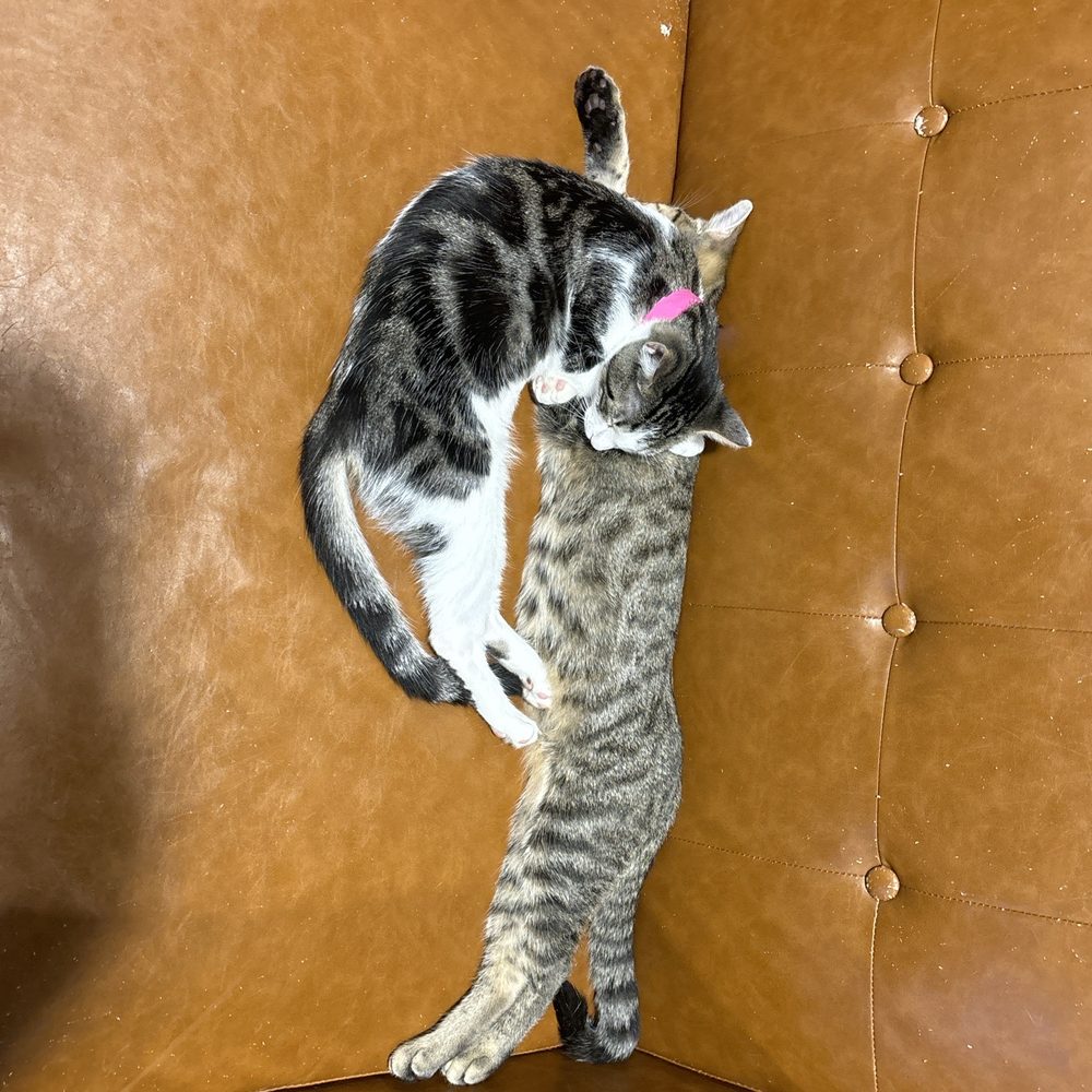 Orlando Cat Cafe - Animal Shelters Near Me - Clermont, Florida