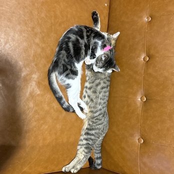 Orlando Cat Cafe - Animal Shelters Near Me - Clermont, Florida Orlando Cat Cafe - Animal Shelters Near Me - Clermont, Florida