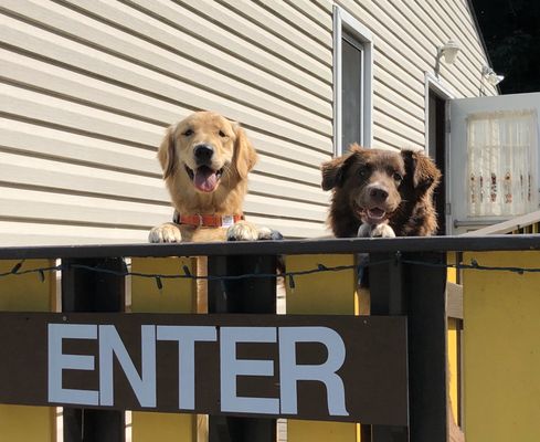 Chubby Puppy Daycare