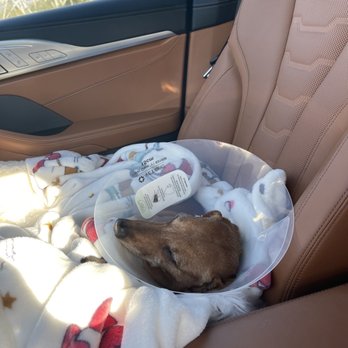 TrueCare for pets - On the way home from True Care - Veterinarians Near Me - Studio City, California TrueCare for pets - On the way home from True Care - Veterinarians Near Me - Studio City, California