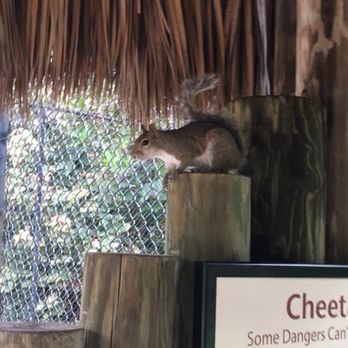 Naples Zoo - Cute squirrel we came across. - Zoos Near Me - Naples, Florida