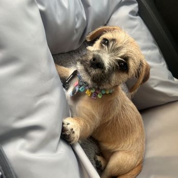 Wags & Walks - Theo in his car seat seatbelts on! - Animal Shelters Near Me - Los Angeles, California Wags & Walks - Theo in his car seat seatbelts on! - Animal Shelters Near Me - Los Angeles, California