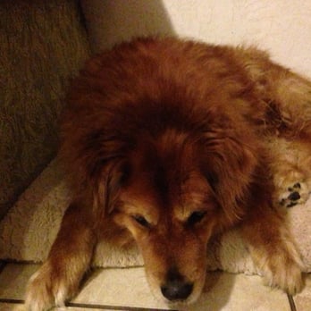 Doggie Mat - This what he looked like before - Pet Groomers Near Me - Chino, California